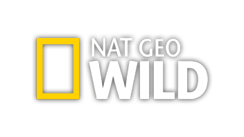 Телеканал geo. Nat geo Wild. Nat geo Wild Телеканал. Логотип канала Nat geo Wild. Канал про животных Nat geo Wild.