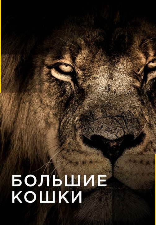 Постер к сериалу Большие кошки. Серия 9 2016