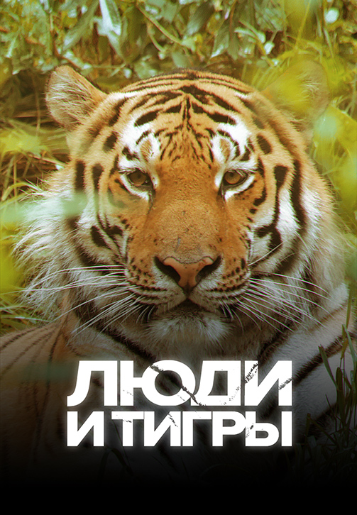 Постер к фильму Люди и тигры 2019