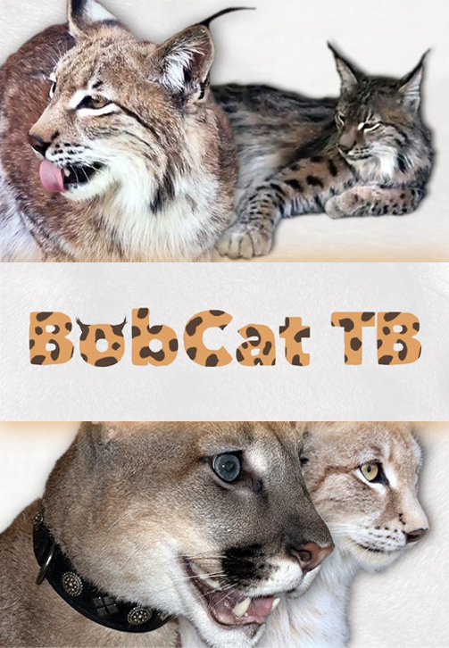Постер к сериалу BobCat ТВ 2020